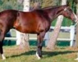 broodmare Quarantia (Selle Français, 1982, from Count Ivor xx)