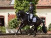 dressage horse Sir Toby 29 (Oldenburg, 2011, from Schimanski)