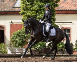 dressage horse Sir Toby 29 (Oldenburg, 2011, from Schimanski)