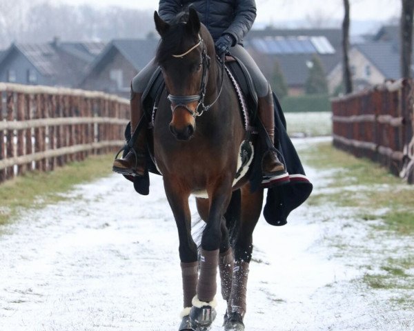 broodmare Catina 18 (Hanoverian, 2008, from Conteur)