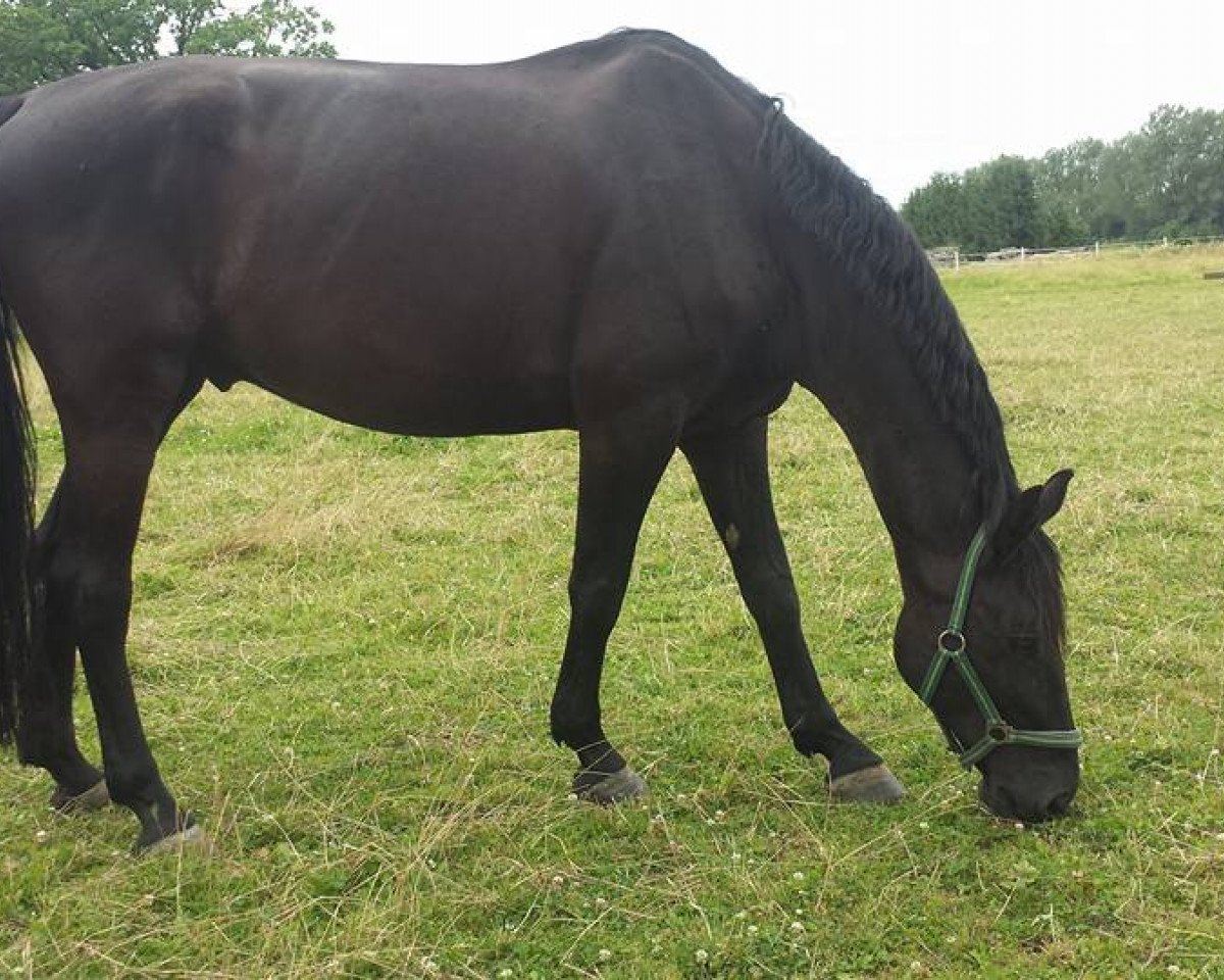 horse Paolo (German Sport Horse, 2008, from Showtime)