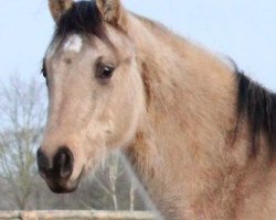 broodmare Hayat Esmee (Quarab, 2016, from BPR Crystal Dear Chex)