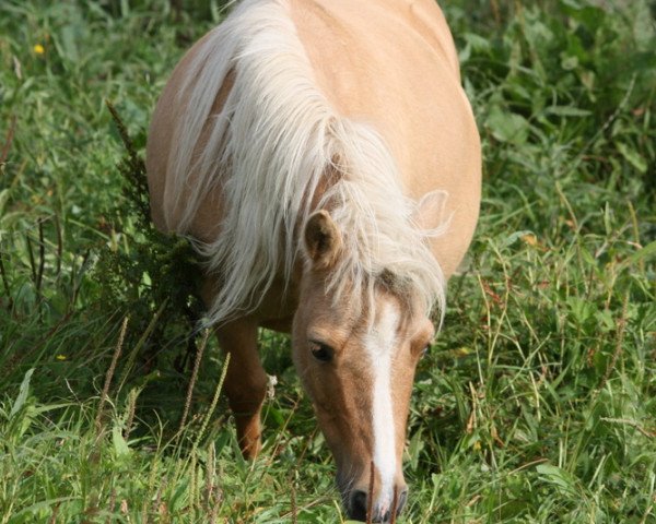 broodmare Kalina (Shetland Pony, 2007, from Kimba)