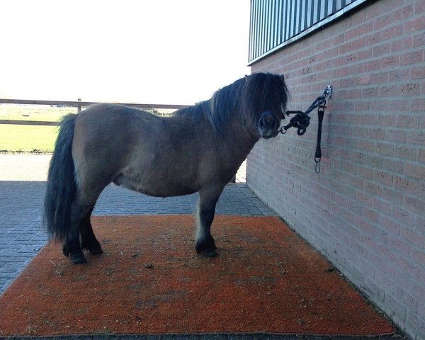 stallion Expect van Stal Polderzicht (Shetland Pony,  , from Zegmar van de Zandkamp)