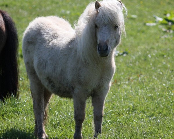 Pferd Konni von Paho (Shetland Pony, 2015, von Expect van Stal Polderzicht)