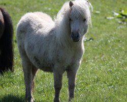 Pferd Konni von Paho (Shetland Pony, 2015, von Expect van Stal Polderzicht)