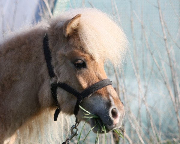 Pferd Horse van de Haaghoeve (Shetland Pony (unter 87 cm), 2014, von Zegmar van de Zandkamp)