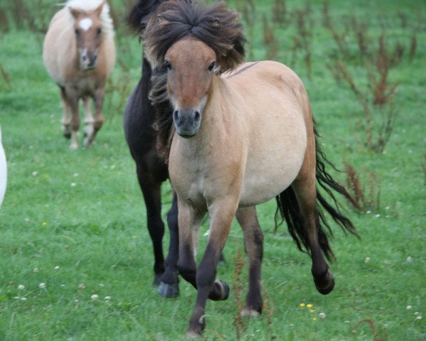 Pferd Heavy v. Stal Polderzicht (Shetland Pony, 2014, von Zegmar van de Zandkamp)
