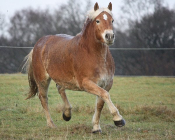 Zuchtstute Nayla (Haflinger, 2014, von Absinth (3,52% ox))