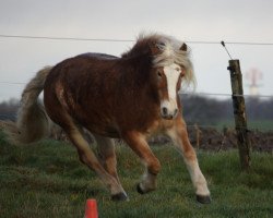 broodmare Aurora (Haflinger, 2004, from Alfonso RH)