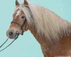 stallion Nando von der Aschenburg (Haflinger, 2004, from Nobel)