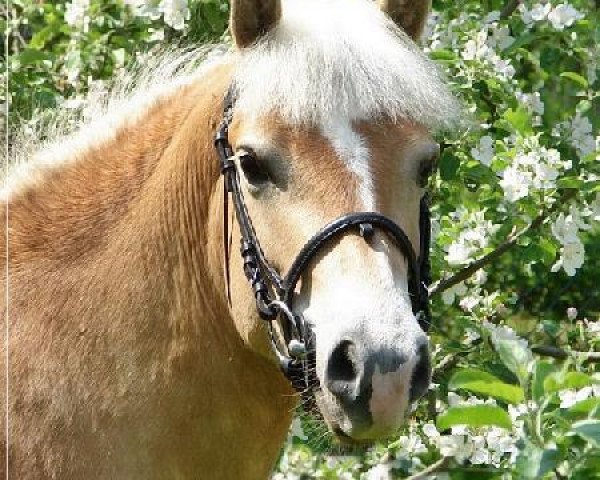 broodmare Nestea (Haflinger, 2008, from Nando von der Aschenburg)