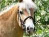 broodmare Nestea (Haflinger, 2008, from Nando von der Aschenburg)