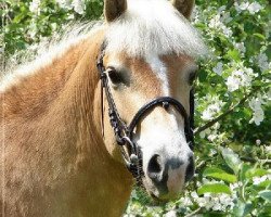 broodmare Nestea (Haflinger, 2008, from Nando von der Aschenburg)