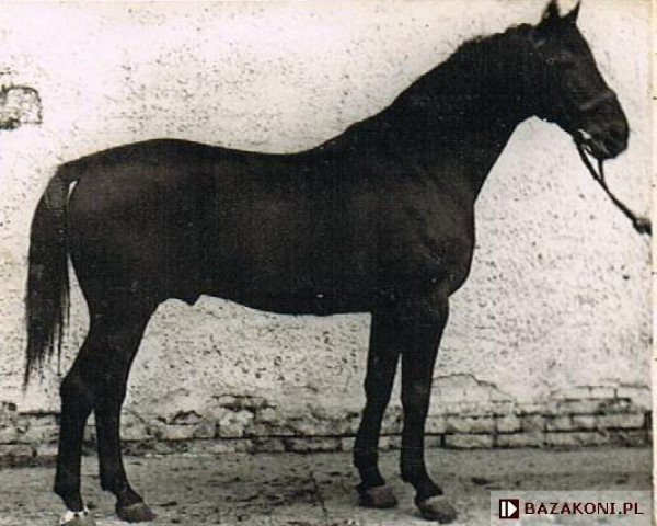 stallion Tiroler (Hanoverian, 1938, from Tilsit)