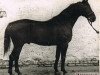 stallion Tiroler (Hanoverian, 1938, from Tilsit)