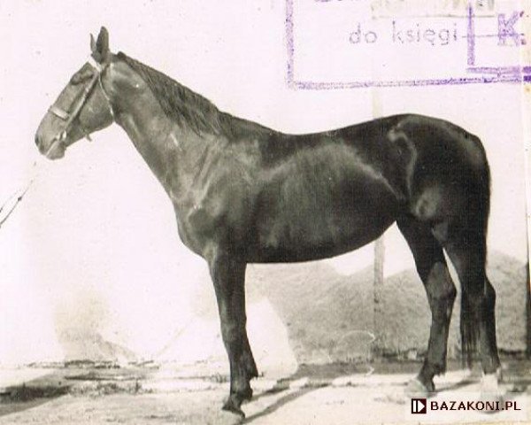 Zuchtstute Czamara (Polnisches Warmblut, 1949, von Petrob)