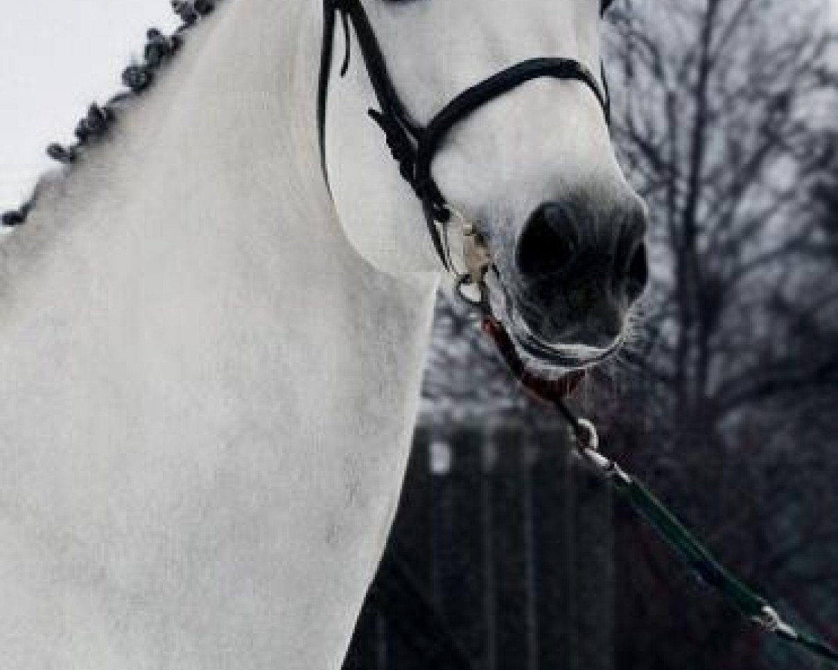 stallion Chleb (Great Poland (wielkopolska), 1999, from Cedrus)