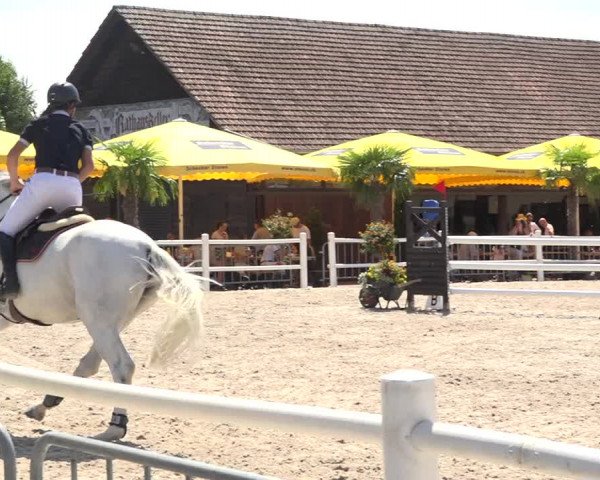Reitturnier Zug 2019