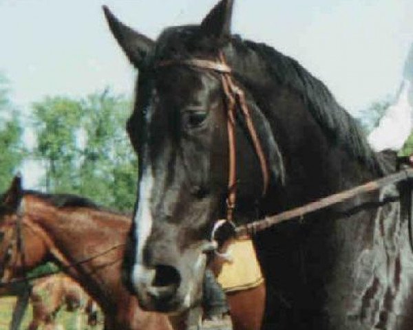 Zuchtstute Cinola (Wielkopolska, 1989, von Ofal)