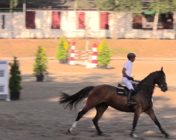 Reitturnier Lgl.-Oberhain, B95 2019