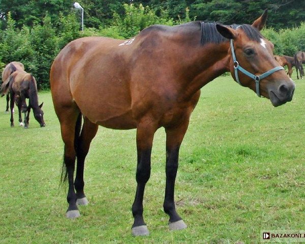 Zuchtstute Cegura (Polnisches Warmblut, 1994, von Gosler)