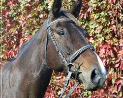 Zuchtstute Cyweta (Polnisches Warmblut, 2003, von Vittorio)