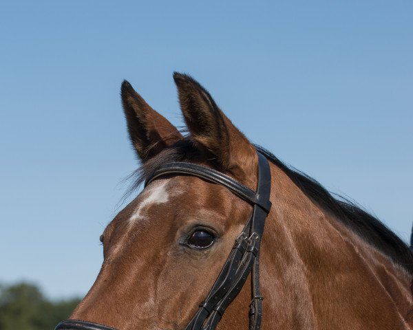 broodmare Gajana (Hanoverian, 1994, from Glueckspilz)