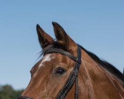 horse Gajana (Hannoveraner, 1994, from Glueckspilz)