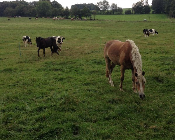 horse Sandor (Haflinger, 2011, from Stromer)