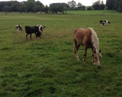 horse Sandor (Haflinger, 2011, from Stromer)