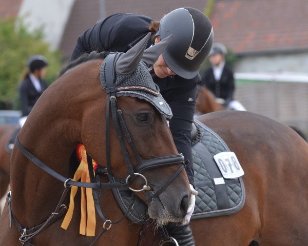 jumper Conquistador 40 (German Sport Horse, 2013, from Casdorff)