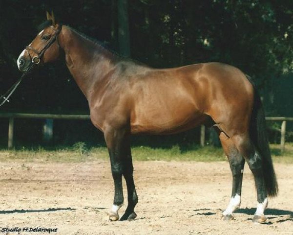 stallion Ideal de La Loge (Selle Français, 1996, from Dollar du Murier)