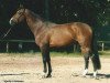 stallion Ideal de La Loge (Selle Français, 1996, from Dollar du Murier)