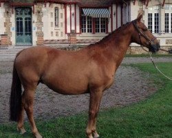 broodmare Okinawa de Mars (Selle Français, 2002, from Bleu Blanc Rouge II)