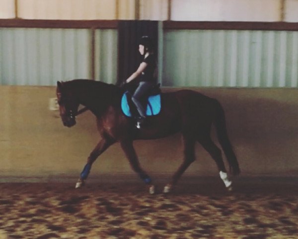 dressage horse Domenica 80 (Rhinelander, 2009, from Donquestador)