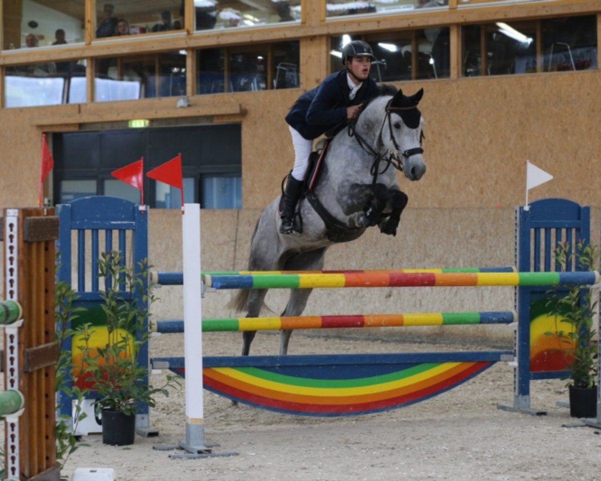 Springpferd Clear Blue (Holsteiner, 2008, von Clearway)