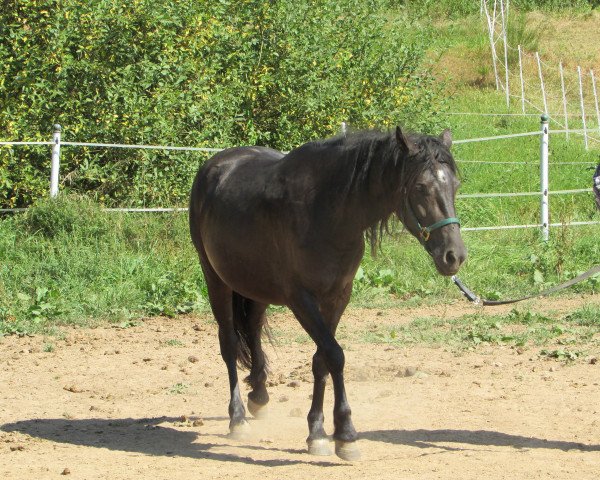 Pferd Richelle (sonstiges Pony, 2013)