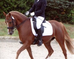 dressage horse Avery D (German Riding Pony, 2006, from Amarillys Sensation D)