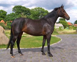 broodmare Wisteria (Hanoverian, 2001, from Wanderbursch I)