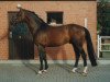 stallion Wesby (Hanoverian, 1989, from Wenzel II)