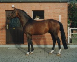 stallion Wesby (Hanoverian, 1989, from Wenzel II)