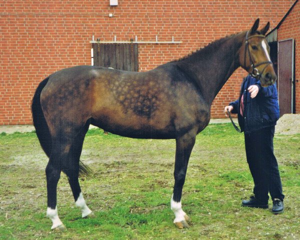 broodmare Wainona (Mecklenburg, 1994, from Wesby)