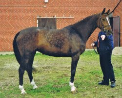 Pferd Wainona (Mecklenburger, 1994, von Wesby)