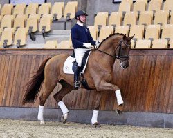 stallion Blue Hors Veneziano (Oldenburg, 2010, from Vivaldi)