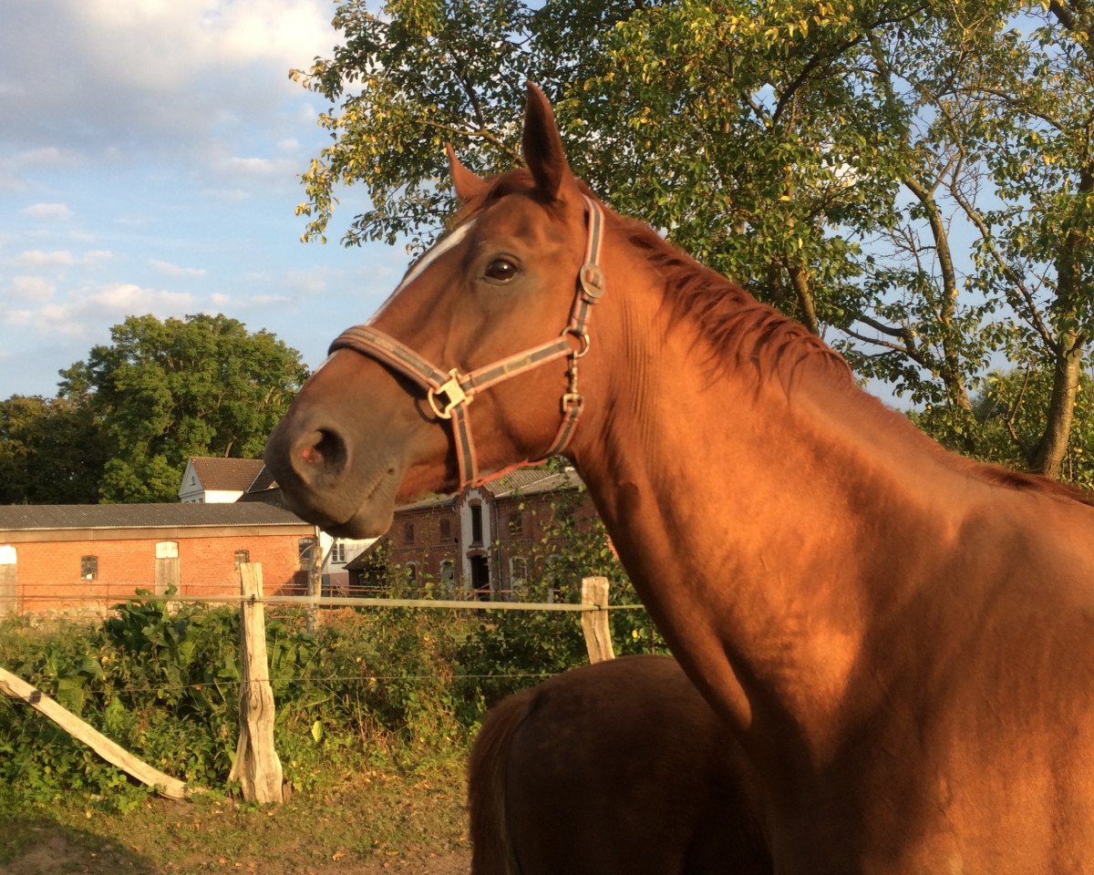 broodmare Right Now (Hanoverian, 2007, from Rascalino)