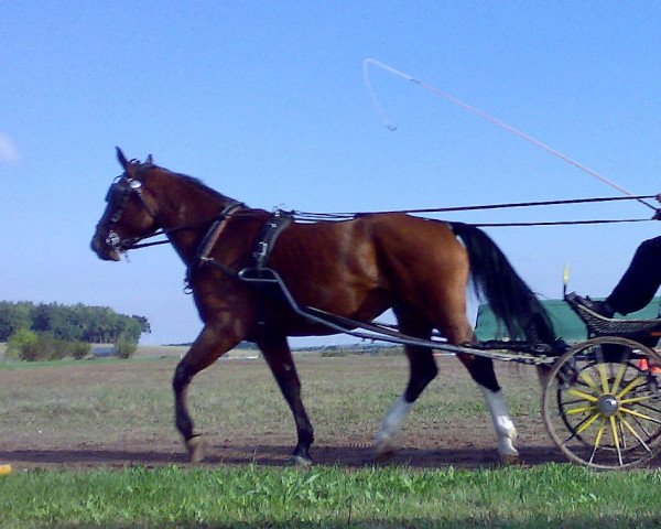 Zuchtstute Sonja (Sächs.-Thür. Schweres Warmbl., 2013, von Empire)