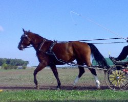 broodmare Sonja (Sachs-door. Heavy Warmbl., 2013, from Empire)