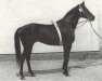 stallion Carolus xx (Thoroughbred, 1960, from Harlekin xx)