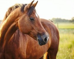 broodmare Tosca (Holsteiner, 2003, from Lorentin I)